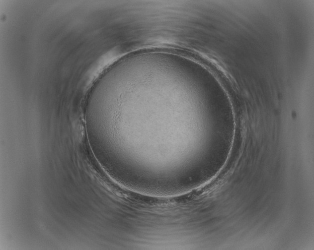 X0000068831363200605051225