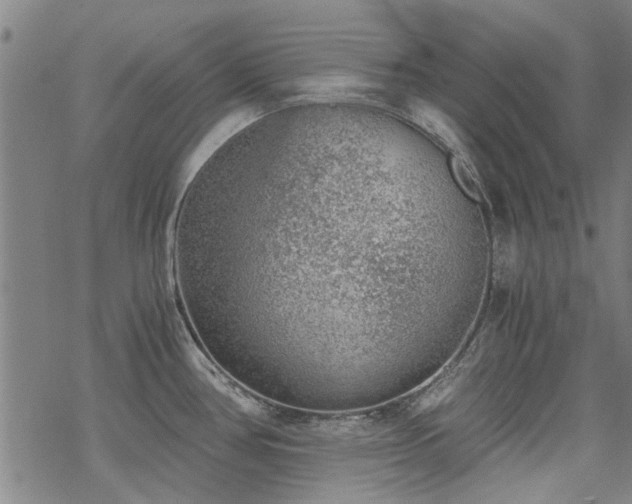 X0000068831386200605051225