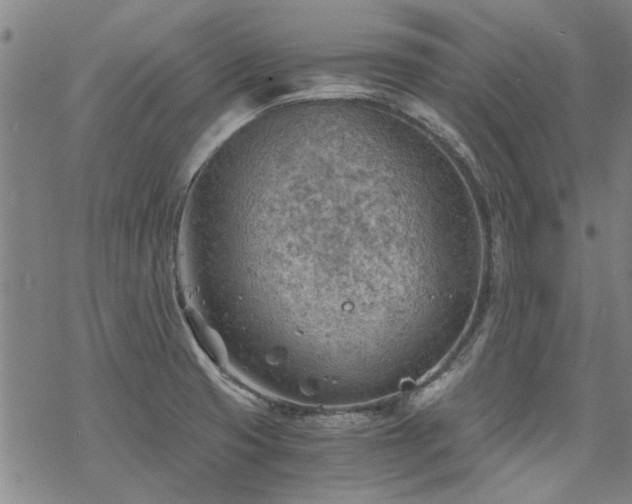 X0000068831425200605051225