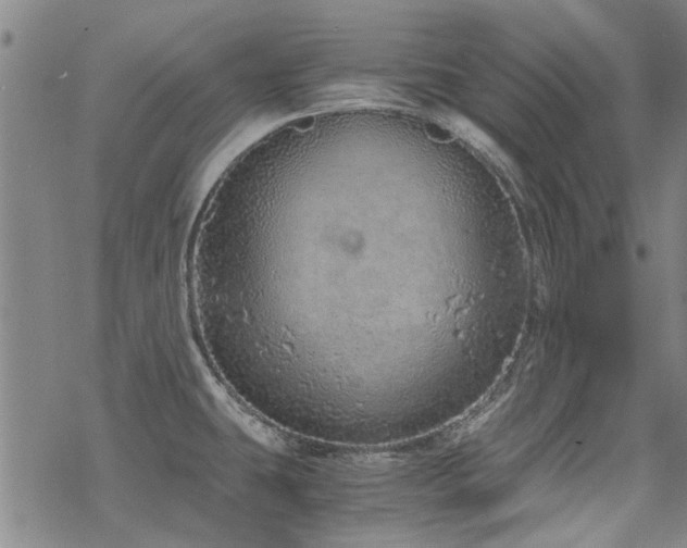 X0000068831431200605051225