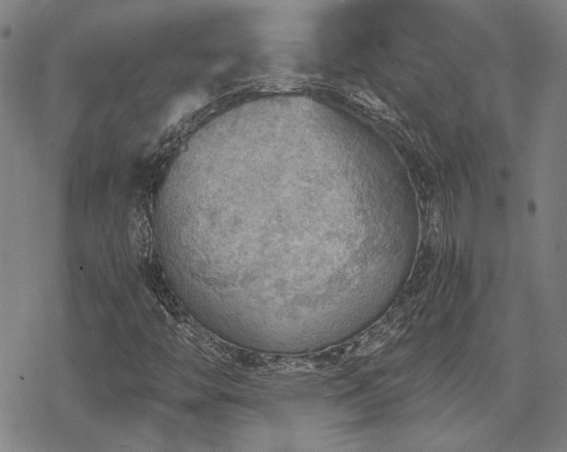 X0000068831446200605051224