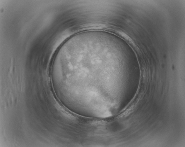 X0000068831466200605051224