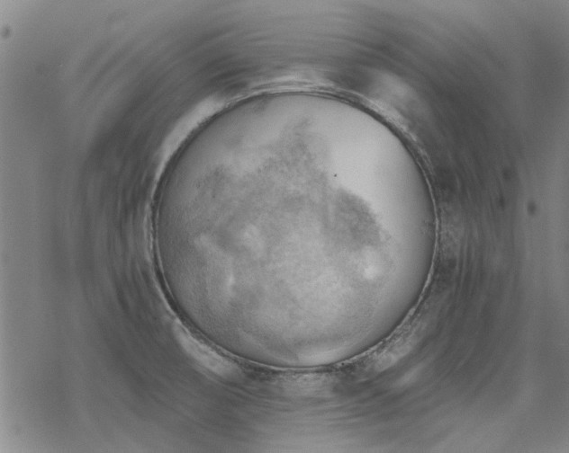 X0000068831474200605051224