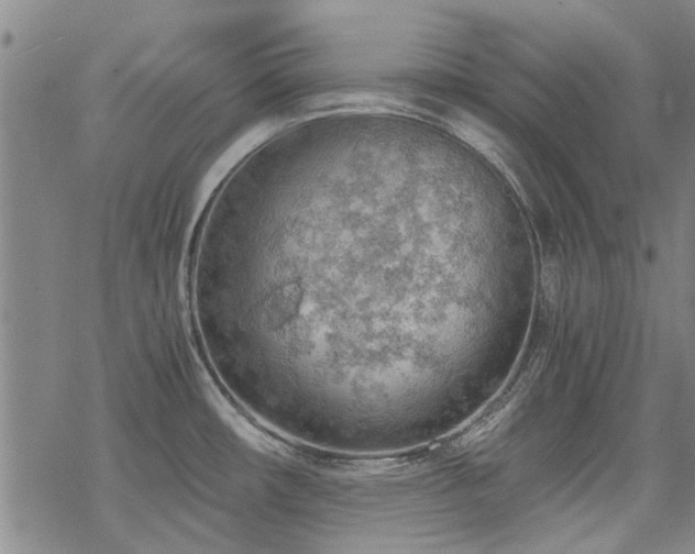 X0000068831482200605051223