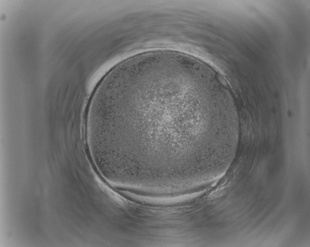 X0000068831527200605051223