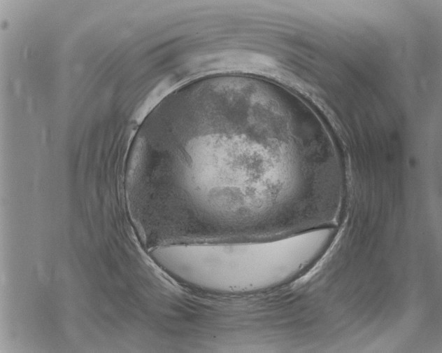 X0000068831529200605051223