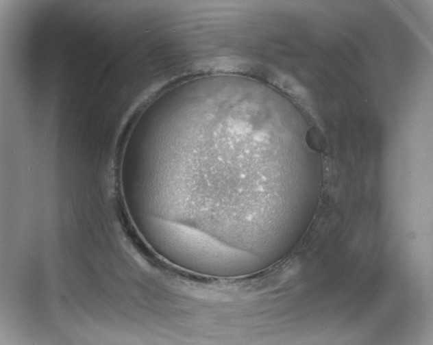 X0000068830012200605081225