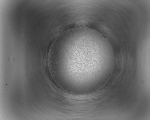 X0000068830038200605081225