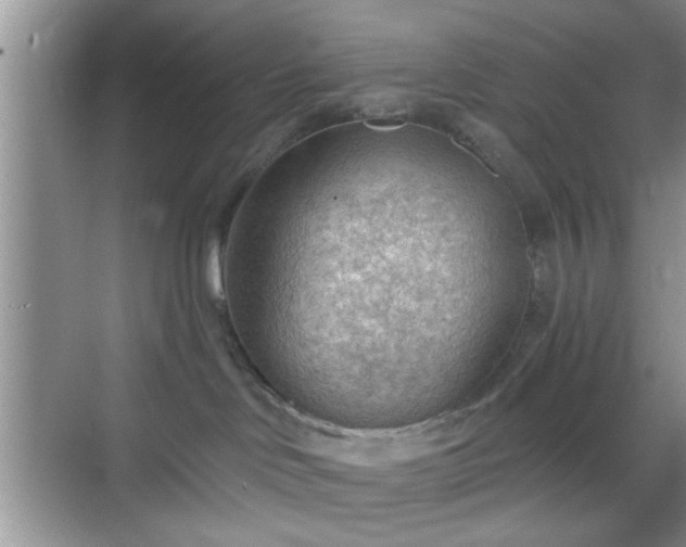 X0000068830046200605081225