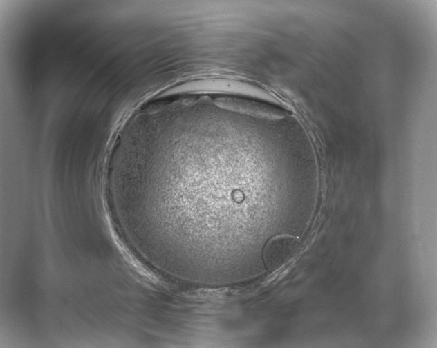 X0000068830049200605081224