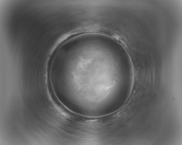 X0000068830054200605081224