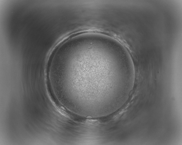 X0000068830055200605081224