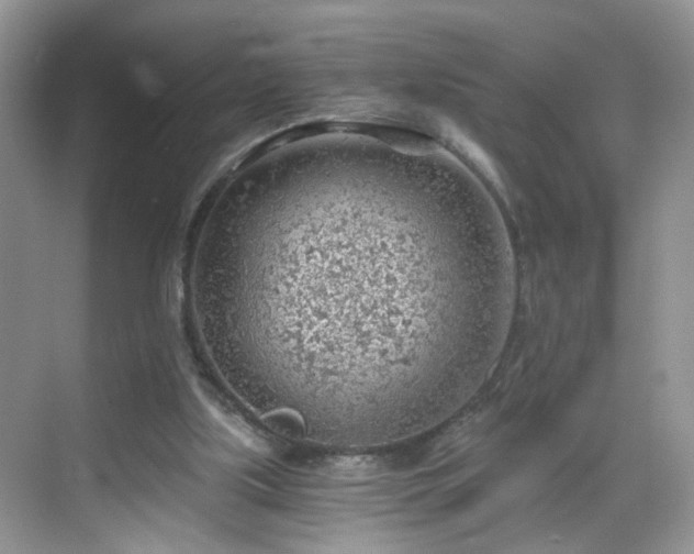 X0000068830059200605081224