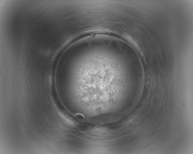 X0000068830063200605081224