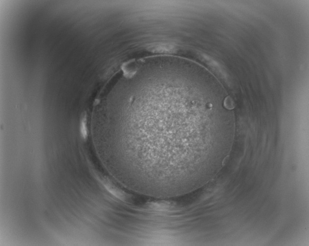 X0000068830069200605081224