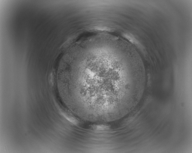 X0000068830165200605081222