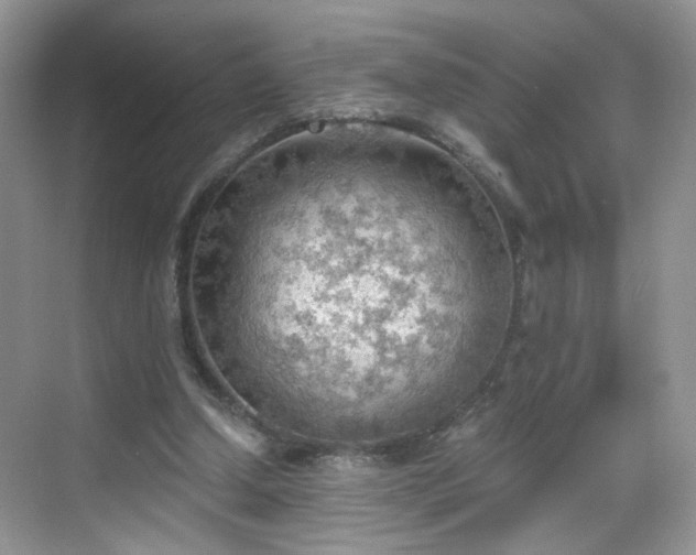 X0000068830250200605081221