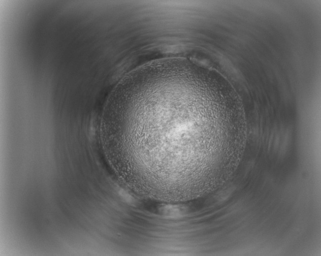 X0000068830277200605081221