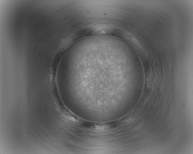 X0000068830314200605081220