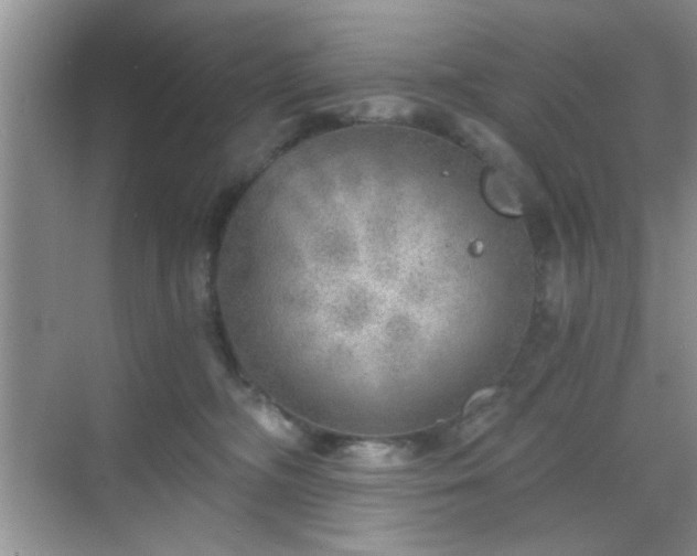 X0000068830326200605081220