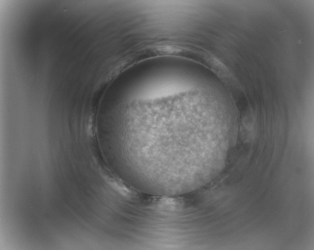 X0000068830330200605081220