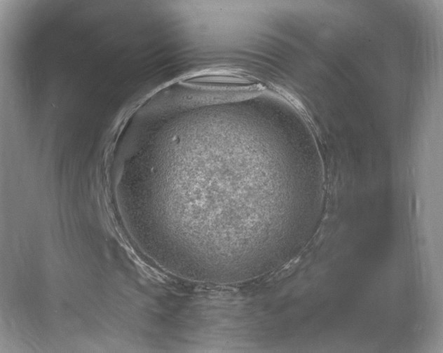 X0000068830337200605081219