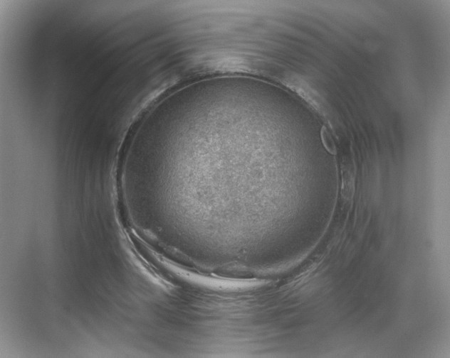 X0000068830390200605081219