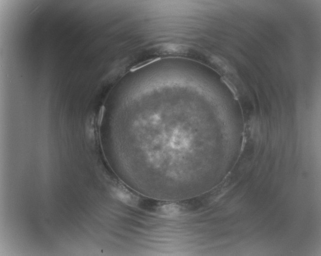 X0000068830423200605081218