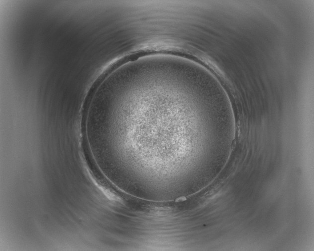 X0000068830438200605081217