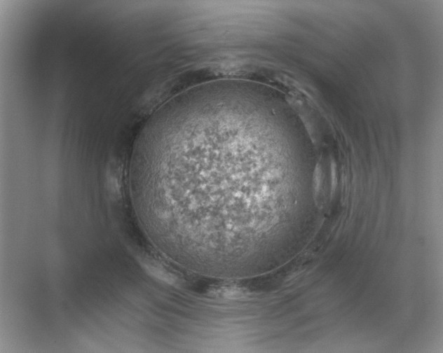 X0000068830503200605081217