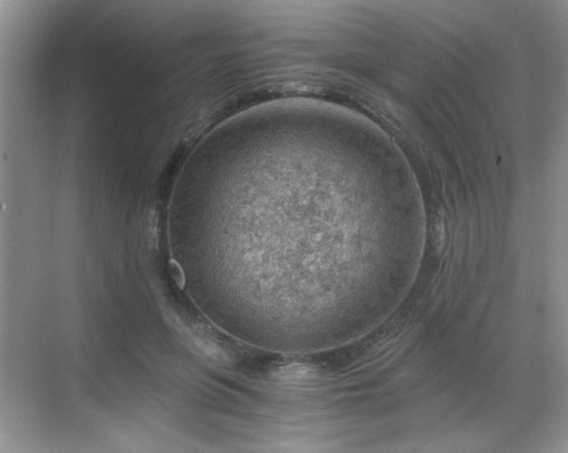 X0000068830551200605081216