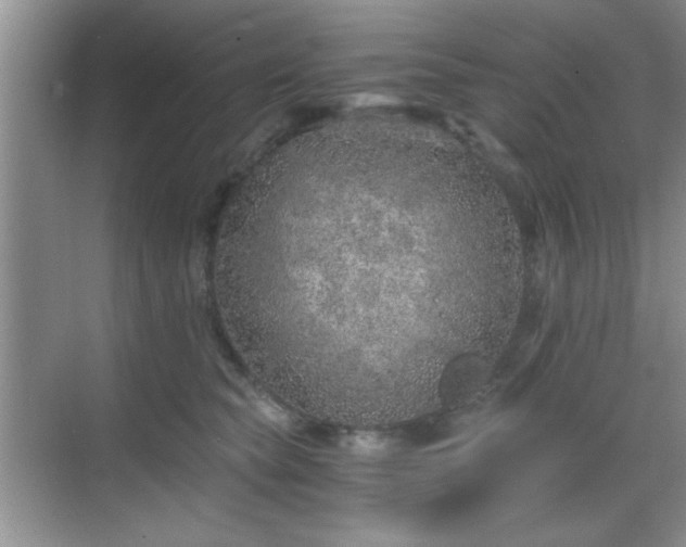 X0000068830565200605081216