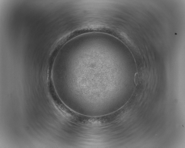 X0000068830640200605081214