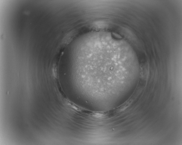 X0000068830718200605081213