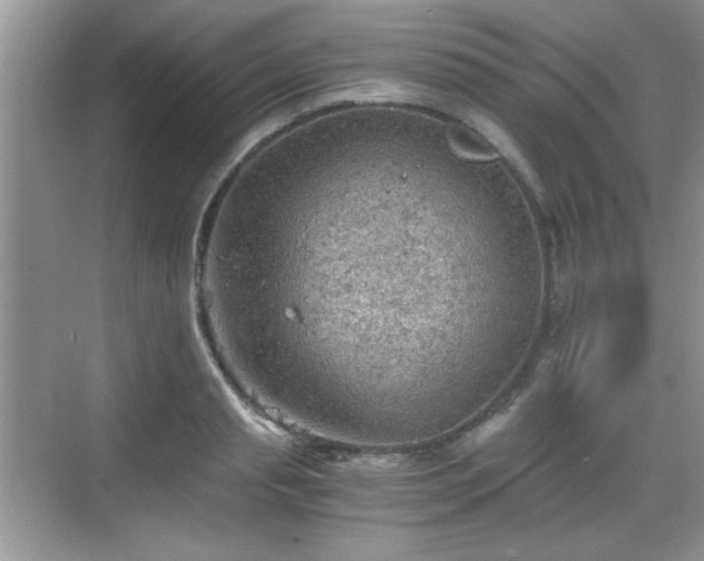 X0000068830845200605081211