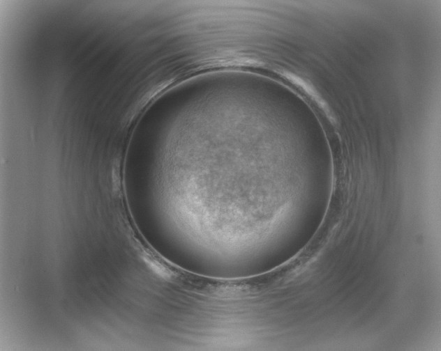 X0000068830889200605081210