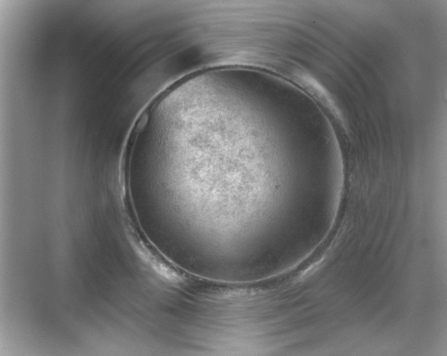 X0000068830892200605081210