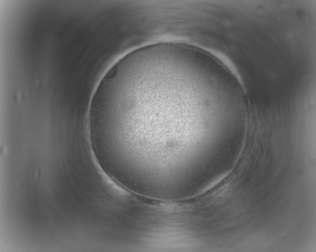 X0000068830911200605081210