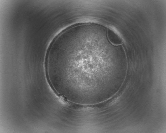 X0000068830943200605081210