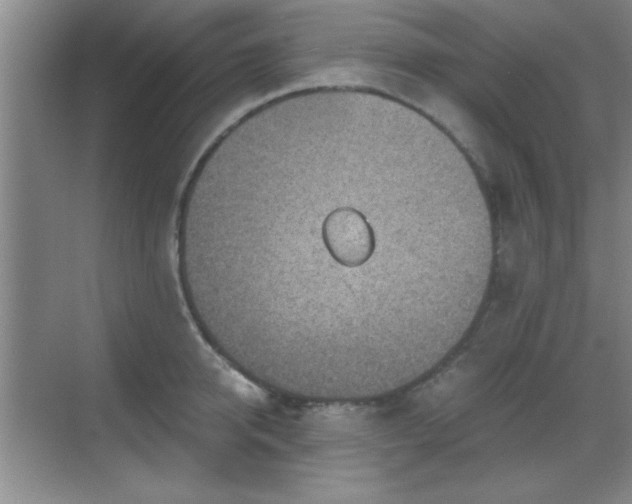 X0000068830950200605081210