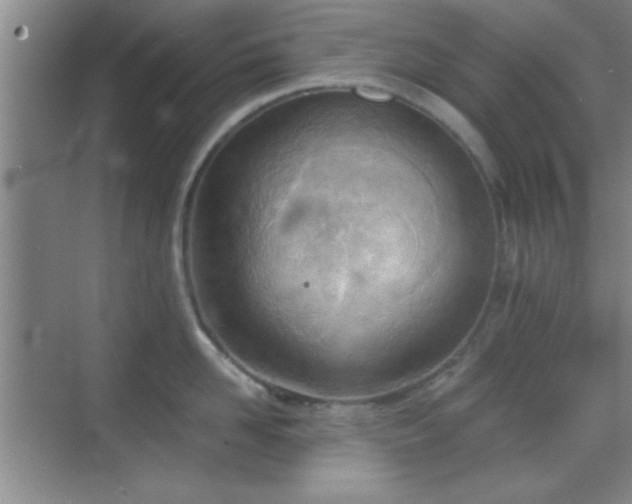 X0000068830958200605081210