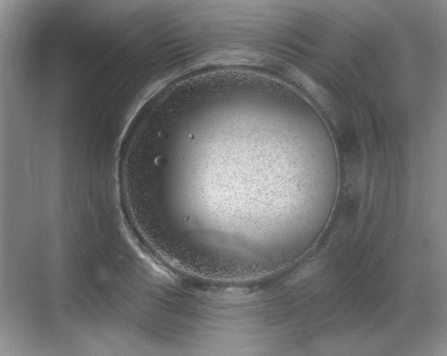 X0000068830986200605081209