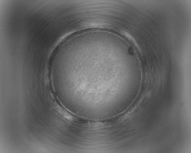 X0000068831019200605081208