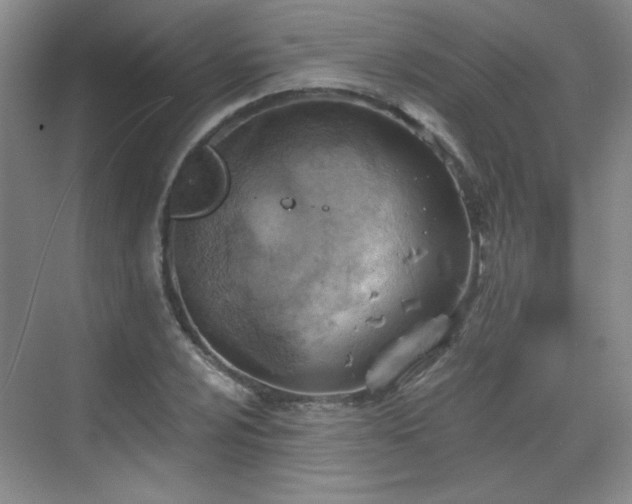 X0000068831024200605081208