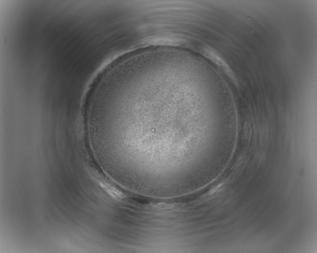 X0000068831027200605081208