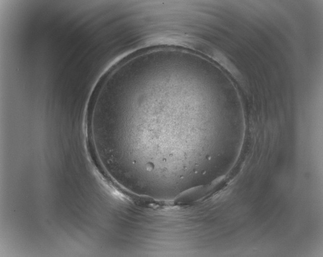 X0000068831028200605081208