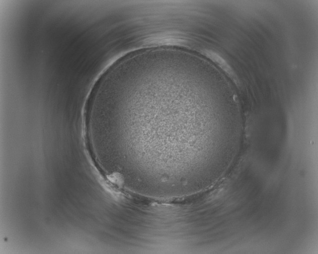 X0000068831031200605081208