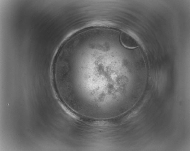 X0000068831037200605081208