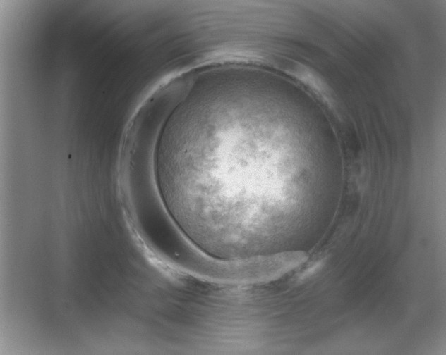 X0000068831038200605081208