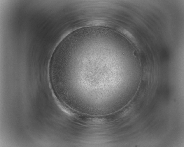 X0000068831039200605081208